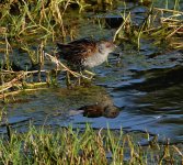 DSC00126 Baillon's Crake @ Northbridge bf.jpeg