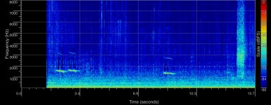 IMG_9483 White-winged Chough sonogram @ Northbridge bf.JPG