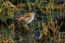 DSC00129 Baillon's Crake @ Northbridge bf.jpeg