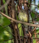 YellowbelliedFlycatcher209282023NM Clear37.jpg