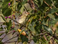 YellowbelliedFlycatcher309282023NM Clear37.jpg