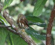 least pygmy owl so.JPG