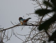 orange bellied trogon.JPG