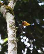 blond crested woodpecker.JPG