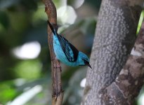 blue dacnis.JPG