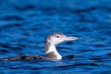 Pacific loon.jpg