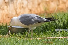 Herring Gull, Lagos, 4-9-23-9553.JPG