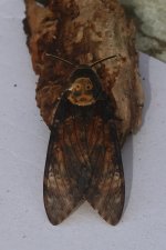 20230930 (16)_Deaths_Head_Hawk_Moth.JPG