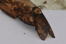 20230930 (18)_Deaths_Head_Hawk_Moth.JPG