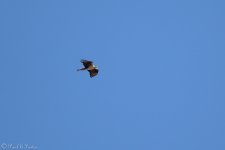 Bird of prey-1-2.jpg