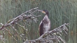 cormorant 5.jpg