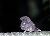 oscellated poorwill.JPG