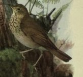 Swainson's thrush.jpg