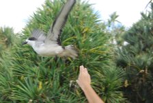 Barau's petrel Pterodroma baraui (1).JPG