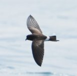 Band-rumped Storm Petrel 1s.JPG