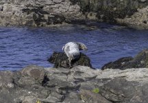 20230926 - Seal on the rocks at Brown's Bay.jpg