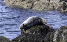 20230926 - Seal on the rocks at Brown's Bay .jpg