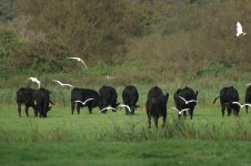 Cattle Egrets lots.jpg