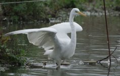 GWE.jpg