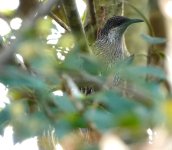 DSC00265Little Wattlebird @ Castlecrag bf.jpeg