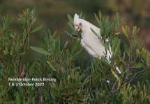 DSC00312 Little Corella @ Northbridge bf.jpeg