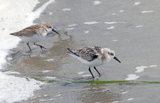 Sandpipers-A.jpg