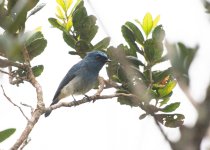 Pale Blue Flycatcher 01.jpg