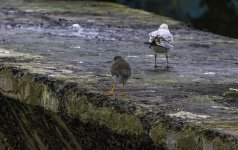 20230927 - Redshank and Black Headed gull by the pool.jpg