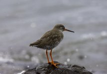 20230927 - Redshank dozing.jpg