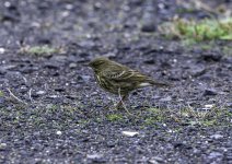 20230927 - Rock Pipit in the car park.jpg