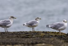 20230927 - Gull on something.jpg