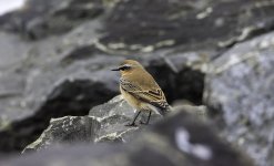 20230927 - Wheatear female on the rocks.jpg