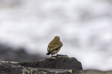 20230927 - Wheatear on the Black Head path.jpg