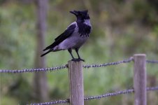 20230927 - Hooded Crow in the wind on a fence post.jpg