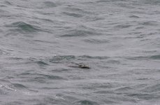 20230927 - Otter - first glimpse.jpg