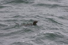 20230927 - Otter preparing to dive.jpg