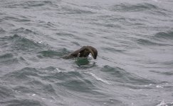 20230927 - Otter taking the plunge.jpg