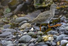 20230927 - Redshank - I'm outta here.jpg