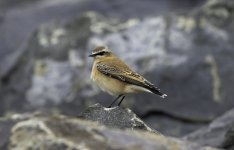 20230927 - Wheatear on the rocks crop.jpg