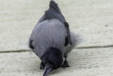 20230927 - Hooded Crow picking up seeds.jpg