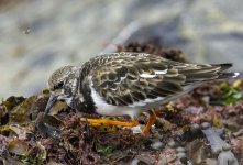 20230927 - The Turnstone and the fly.jpg