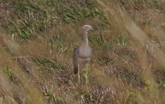 Double-striped Thick-knee 001.jpg