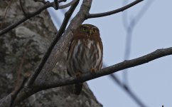 Ferruginous Pygmy Owl 003.jpg