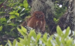 Costa Rican Pygmy Owl 003.jpg