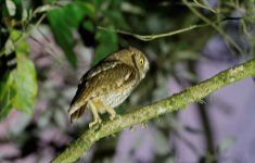 Tropical Screech Owl 001 (reduced).jpg