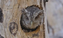 Pacific Screech Owl 005.jpg