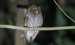 Middle American Screech Owl 009.jpg