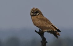 Marsh Owl 002.jpg