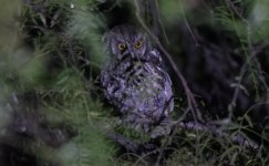 Koepcke's Screech Owl 001.jpg