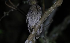 Yungas Pygmy Owl 001.jpg